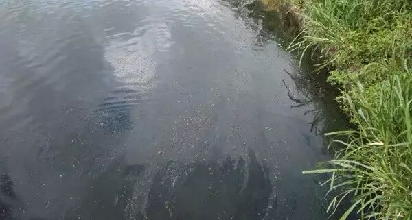 缺氧死魚、螃蟹上岸！高溫悶熱天池塘水質的7大管理措施！