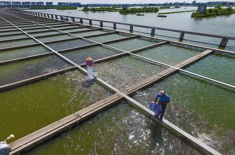 【精品收藏】2017年阅读量10000 水产行业精华文章大盘点,不容错过!