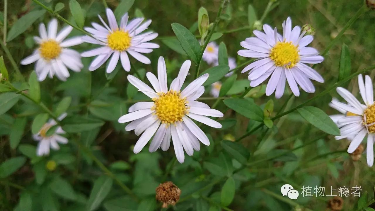 鱼鳅串|这个紫色野菊花就长在路边,温柔可亲,终年相伴