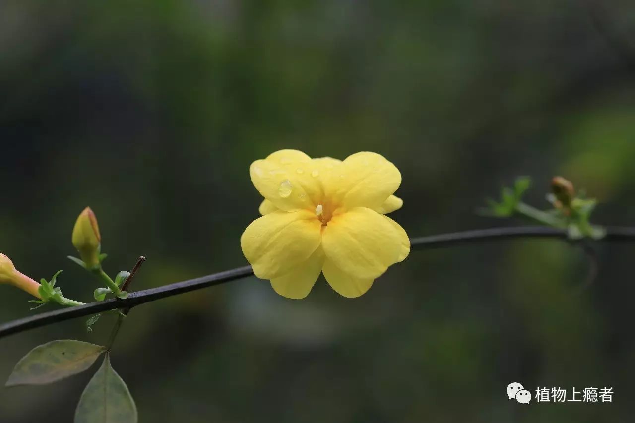 迎春花|看似老实,其实名堂多着呢