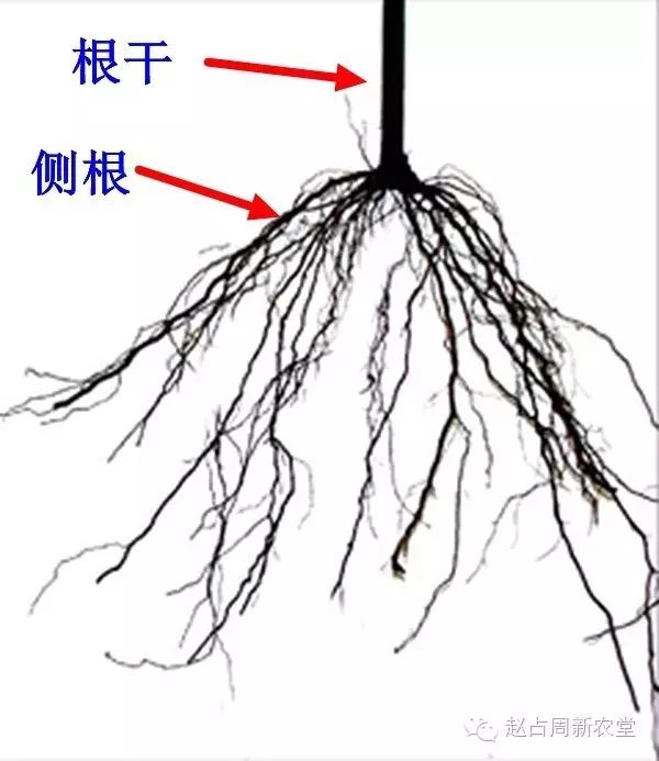 葡萄的根系与施肥