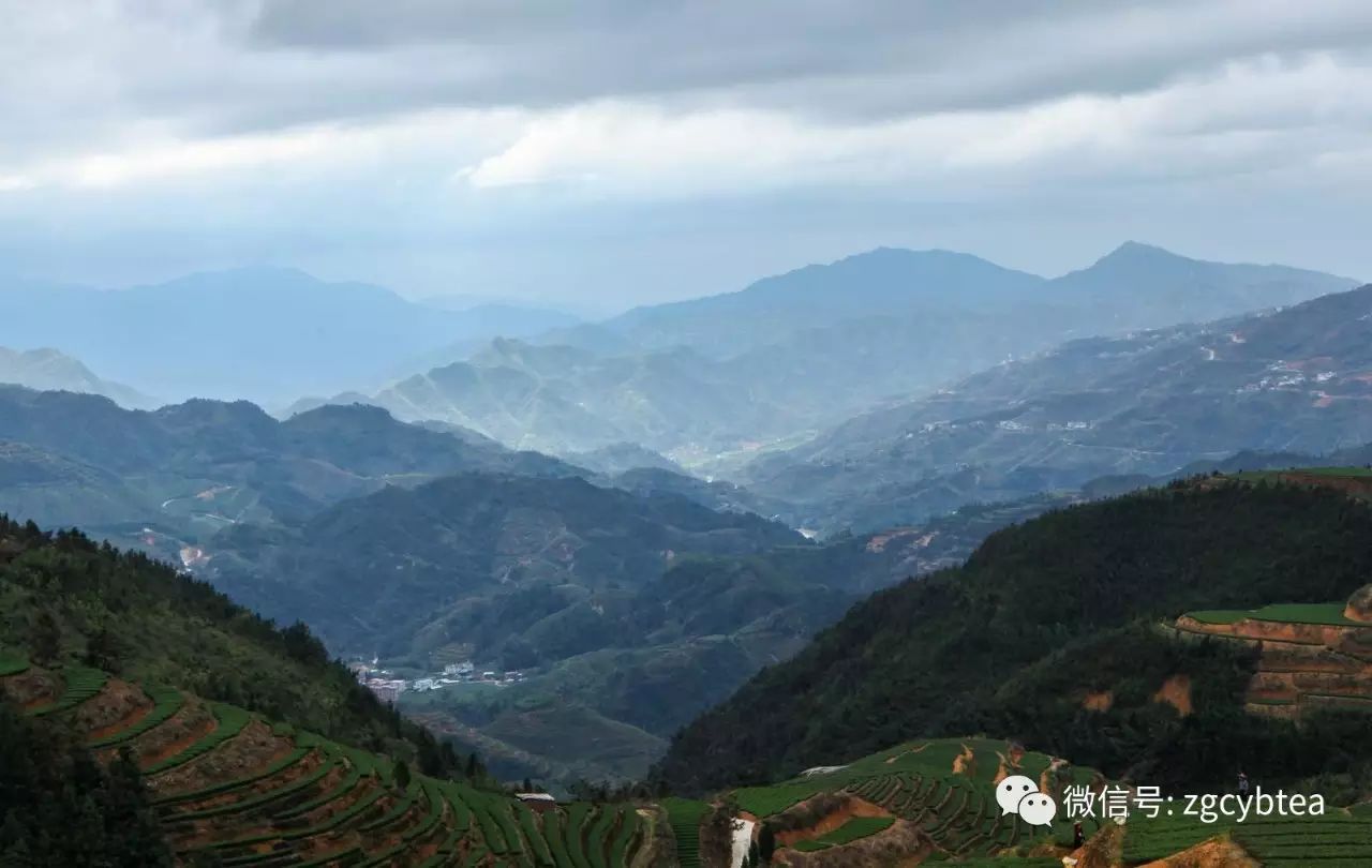 茶百科丨安溪铁观音产区——龙涓