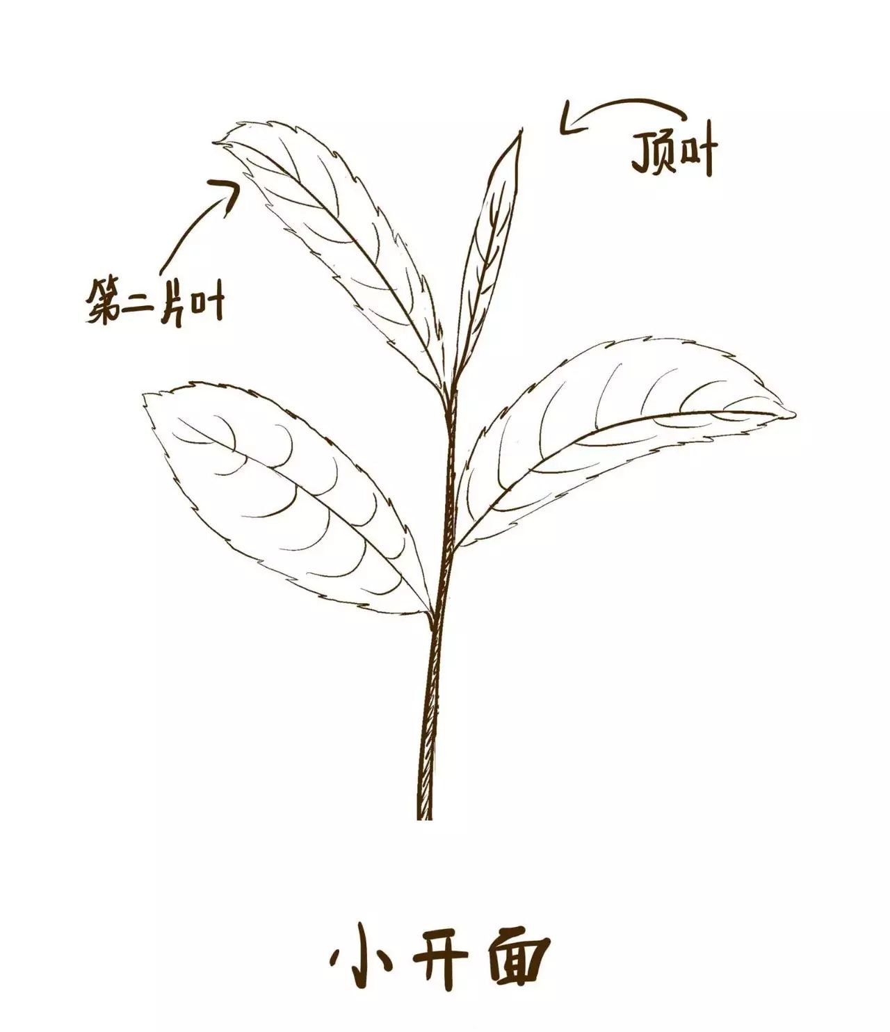 茶百科丨乌龙茶的开面采|广西优质茶叶交流组