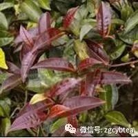 茶百科丨紫芽茶