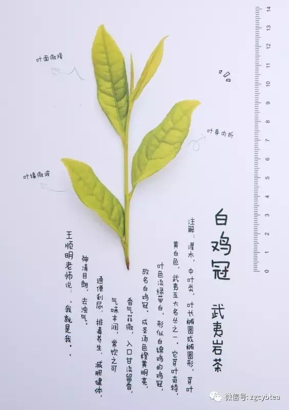 【茶情分享】丨武夷岩茶小品种top5