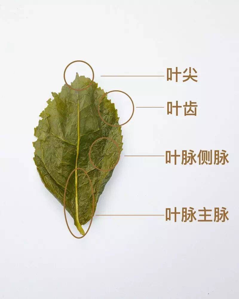 茶博识丨分辨铁观音与色种,你只需要学会这五招