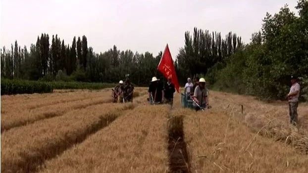 夏日里的和田,最美的不是风景,而是每一次我与你邂逅在麦田的故事