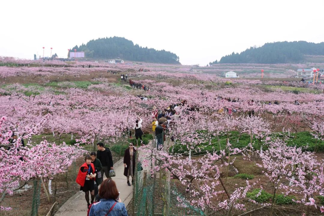 西充古楼桃花节回顾,明年还来看