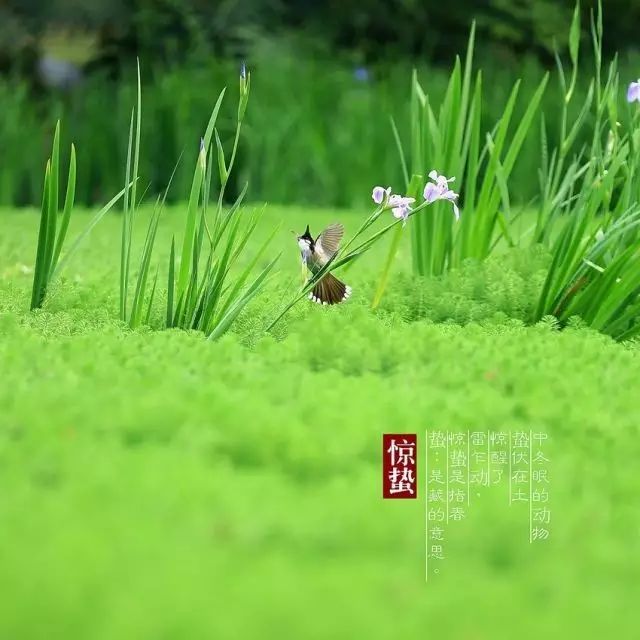 惊蛰| 微雨众卉新,一雷惊蛰始.田家几日闲,耕种从此起