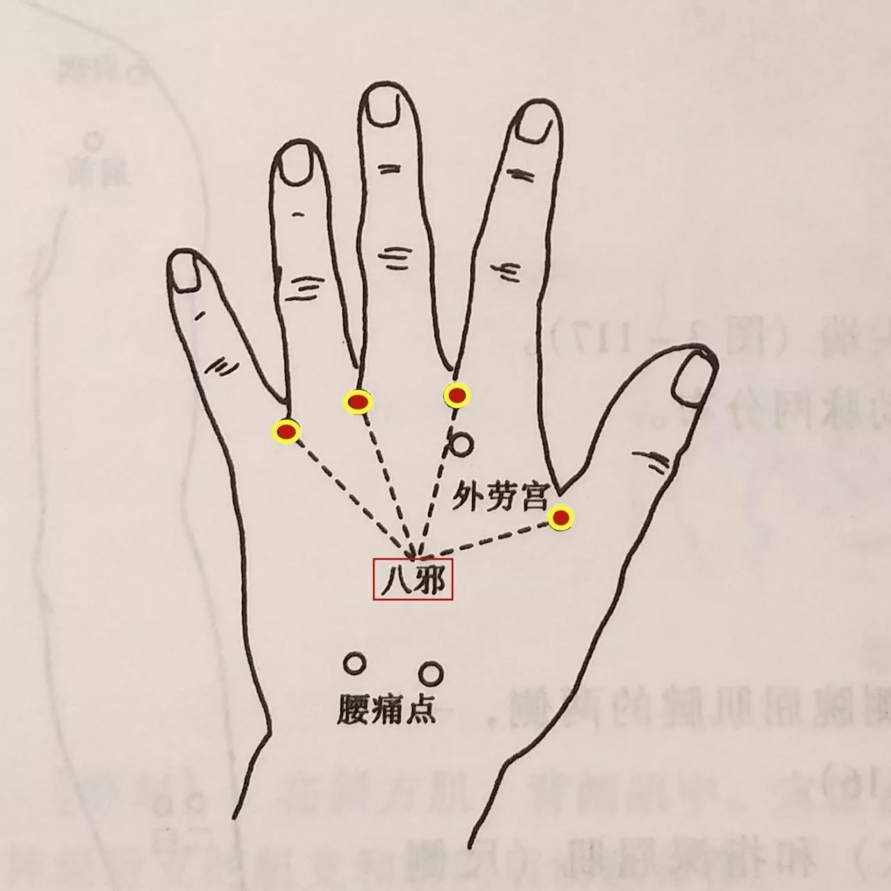 定 位 在手背侧,微握拳,第1至第5指间,指蹼缘后方赤白肉际处,左右共8