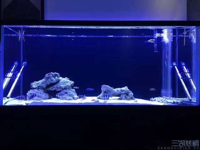 裸缸老手到三湖新手,养鱼成为化学家