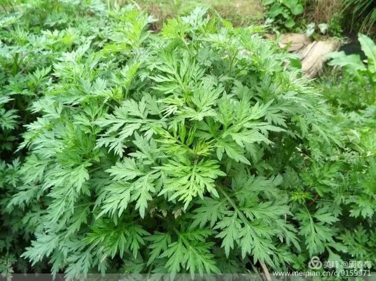 又到永新艾叶飘香的季节!这个春天你吃艾米果了吗?