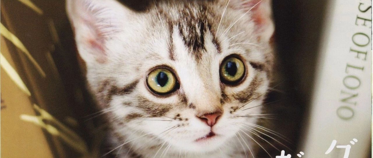 超好看的猫片推荐:吸猫吗?里边请