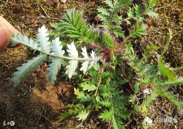 你分得清翻白草和委陵菜有什么不同吗