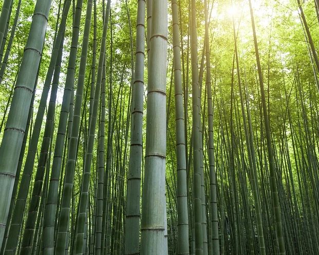 中国制定的第一个国际标准化组织竹子标准提升了中国竹子产业的国际话语权