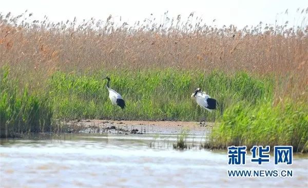 盐城自然保护区徐秀娟牺牲30周年纪念日