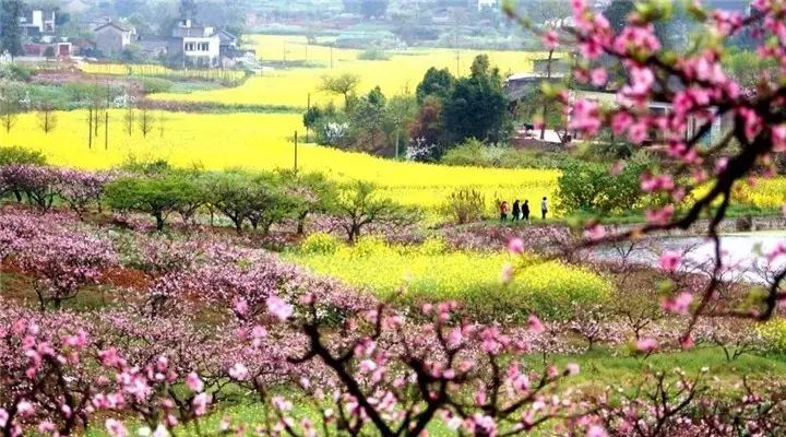 青白江姚渡龙门桃花沟