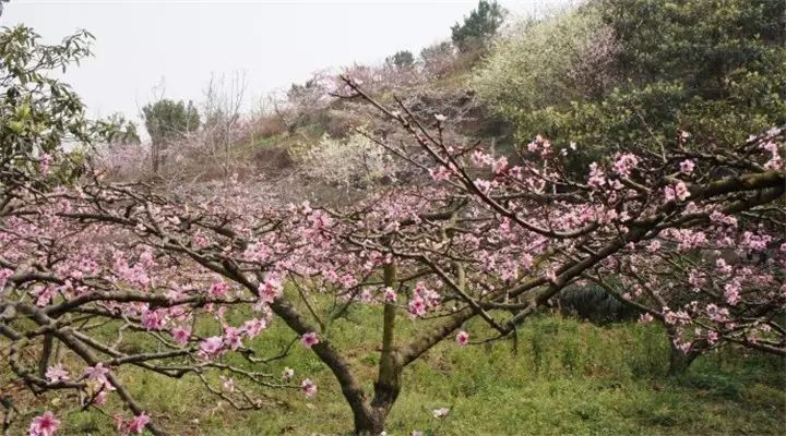 图/wgj1954 地址:青白江姚渡龙门桃花沟 自驾:成绵高速公路—青白江