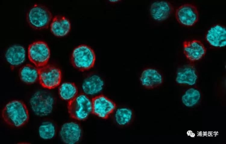 nature子刊:表达cd26蛋白的cd4 t细胞,其抗癌能力最强