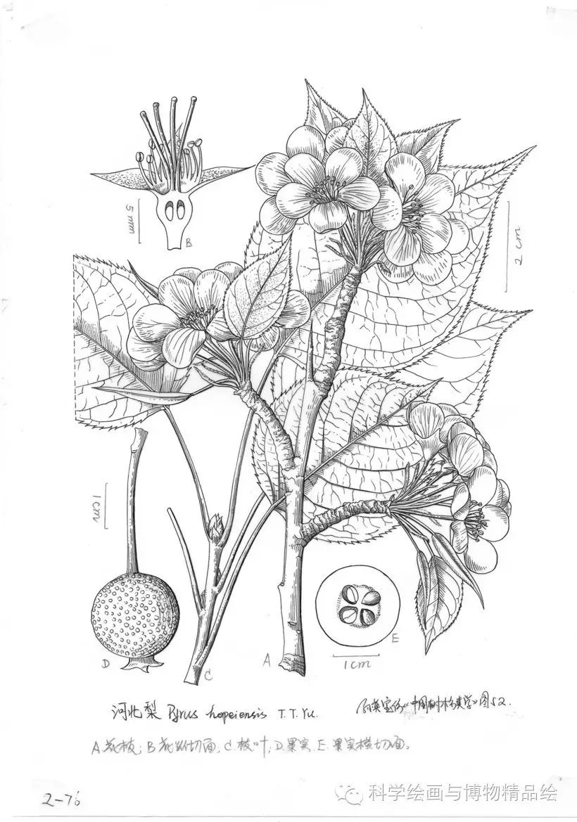 《手绘濒危植物》第1-2卷原图出售