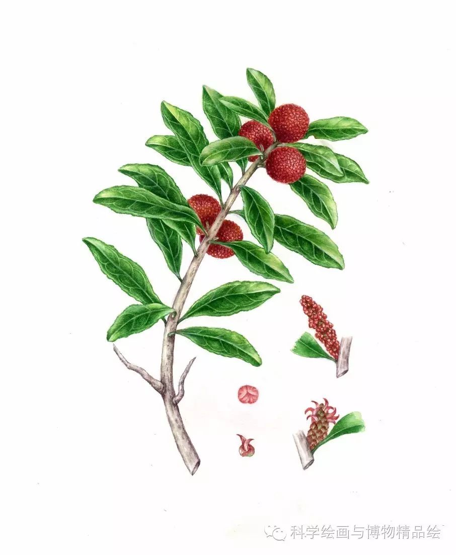 《手绘钓鱼岛植物》插图(杨梅)吴秀珍绘图