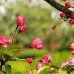 菜根谭：消杀妄念，真心即现