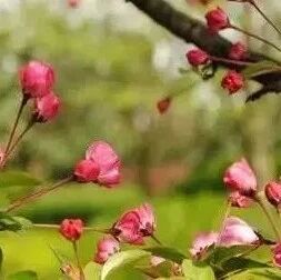 菜根谭：幡然醒悟，立地成佛