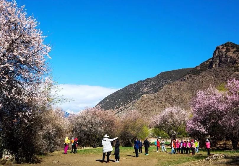 因为每年3月, 野生桃花开得满山满谷 2018年林芝桃花节时间确定了 将