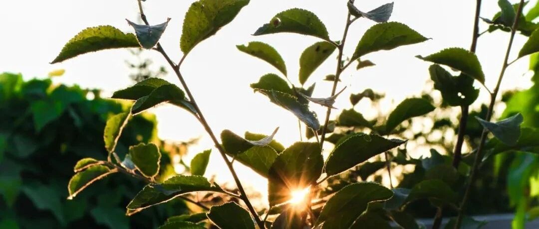 5大名医一辈子的抗癌秘法，比天价抗癌药好多了，放在圈子功德无量
