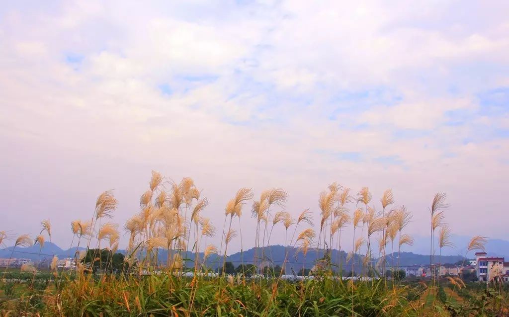 芦苇虽然不是叶子,但却是这个季节不可错过的风景