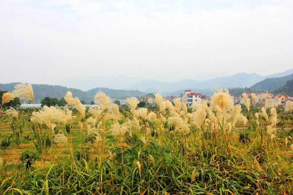 这个很建德 当晚秋撞上初冬,我看见了不一样的建德