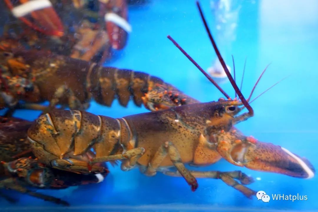 长途跋涉从加拿大飞来的波士顿龙虾,生龙活虎