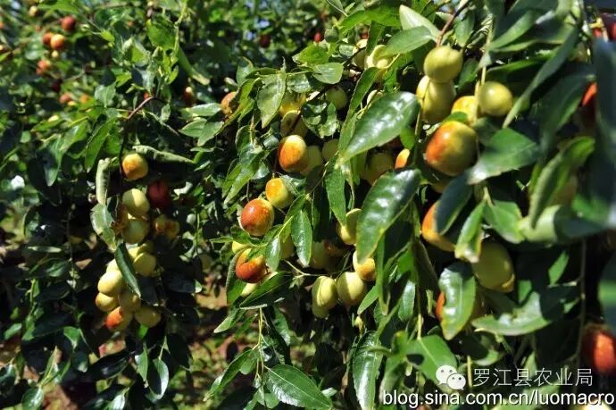 品贵妃香枣游古蜀罗江——"枣"就在等您来