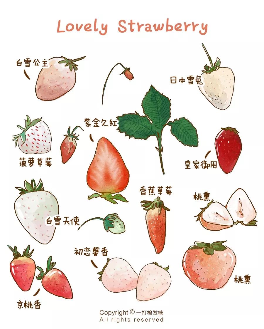 种植笔记-草莓
