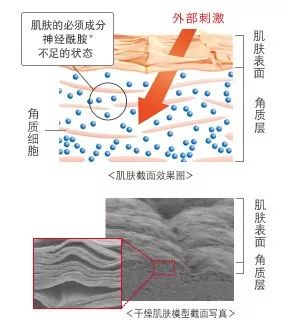 深度认识神经酰胺,神经酰胺用对了你的皮肤恢复如初