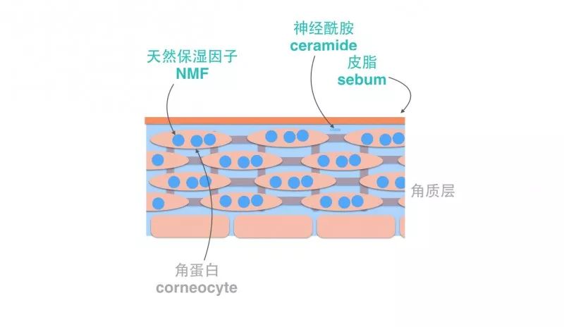 深度认识神经酰胺,神经酰胺用对了你的皮肤恢复如初