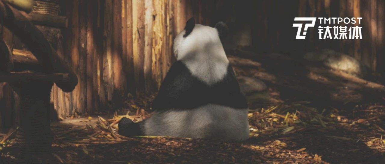 中国物种从4.9万个增到11.5万个！大熊猫、藏羚羊等都不再“濒危”｜钛度图闻图片