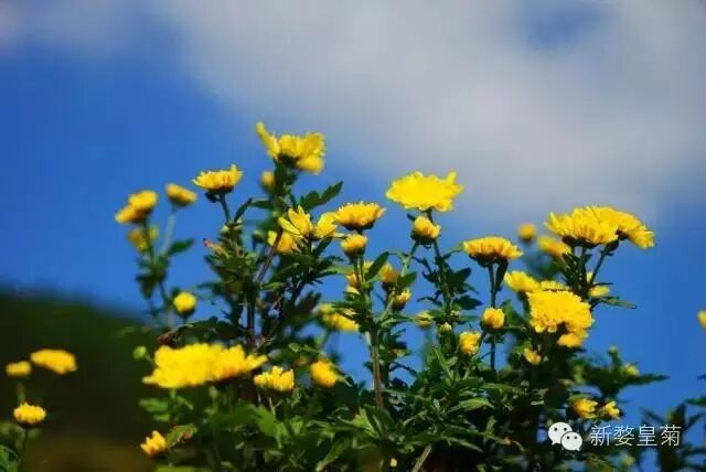 金丝皇菊，婺源皇菊种植技术，你都get到了吗？