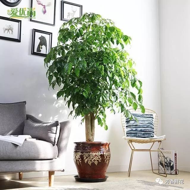 这几款植物放在客厅,不仅好看,关键是旺财