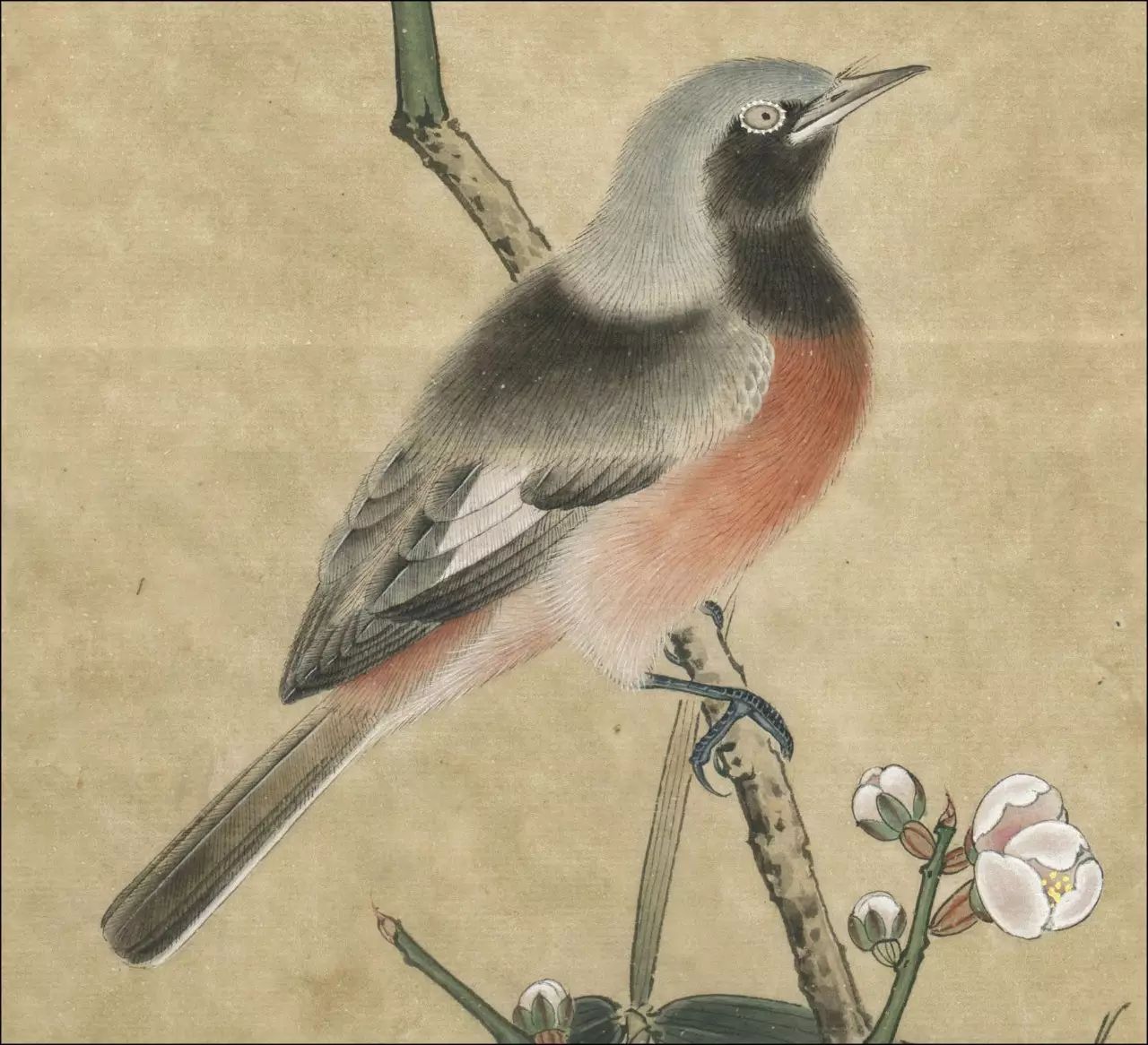 李晓明|《红腹鲢鱼》设色鲤鱼与草鱼野生花步骤技法山雀图片