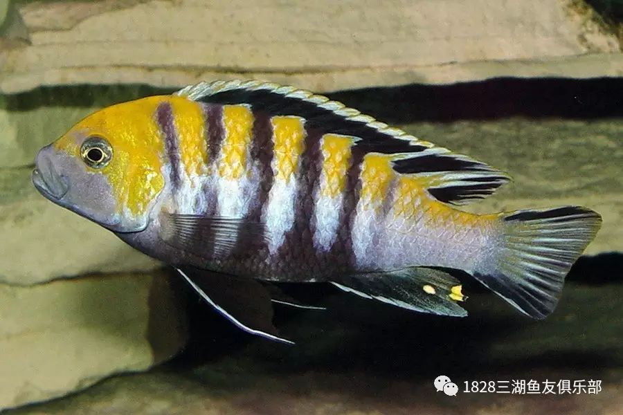 俗名:cynotilapia afra edwardi cobue 中文俗名:金背阿芙拉(科博)