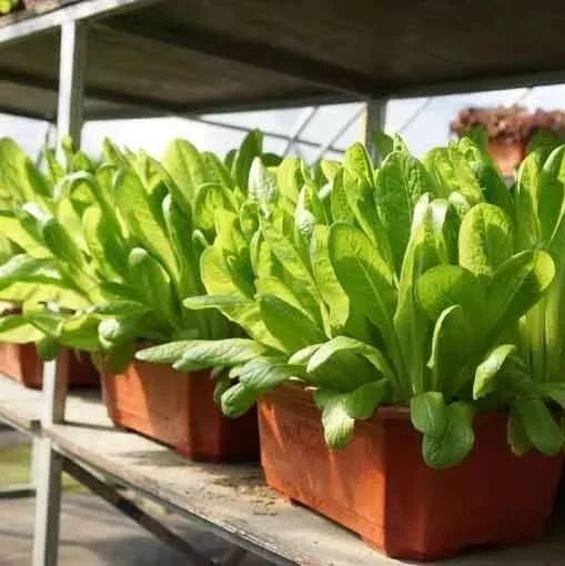 diy盆栽蔬菜