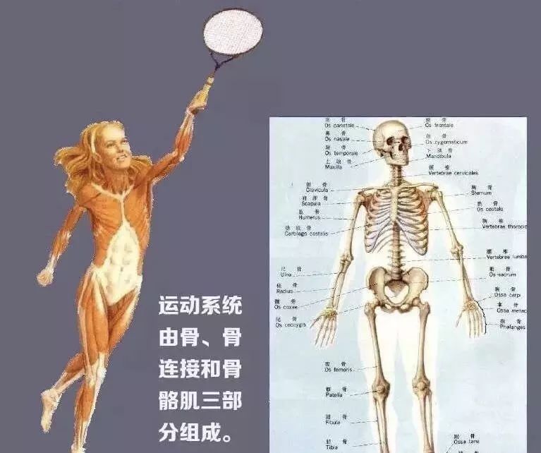 干细胞对人体八大系统发挥着什么作用