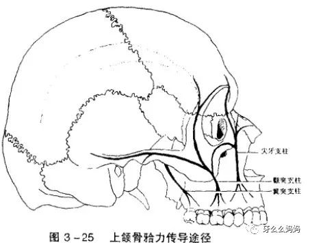 (1)尖牙支柱(鼻额支柱):主要承受尖牙区的咀嚼压力,起于上颌尖牙区