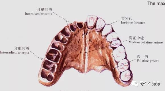 2.牙槽骨解剖名词