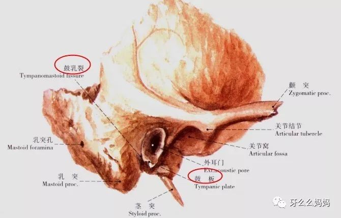 前内侧,岩部的前上面位于颅中窝,中部有一弓状隆起,其外侧为鼓室盖,均