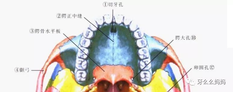 垂直部构成鼻腔的后外侧壁,其外侧面有翼腭沟与上颌体内面和蝶骨翼突