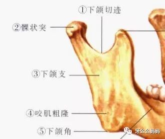 下颌前牙唇侧牙槽窝骨板比舌侧薄,前磨牙区颊舌侧骨板厚度相近,磨牙区