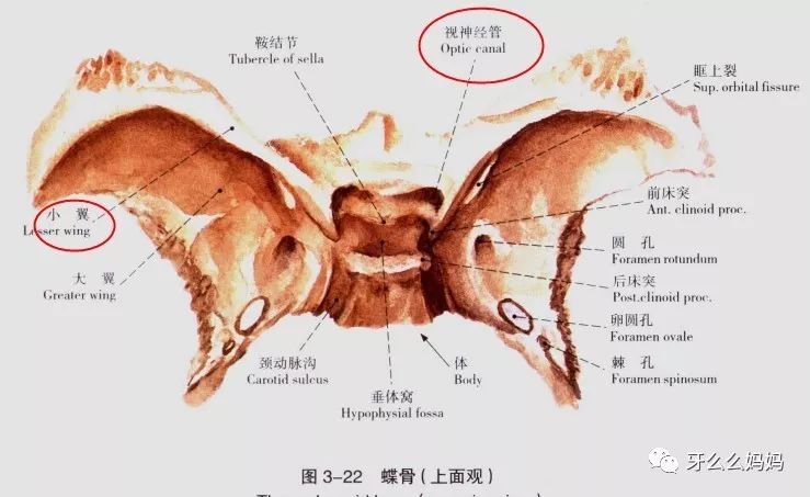 上颌骨,下颌骨,腭骨,蝶骨,颞骨,位置,形态结构特点及临床意义