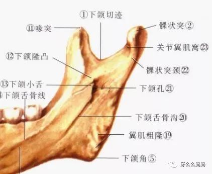 附丽,髁突颈部下方有翼外肌下头附着;两突之间有下颌切迹(乙状切迹)